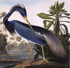 Print of Blue Heron