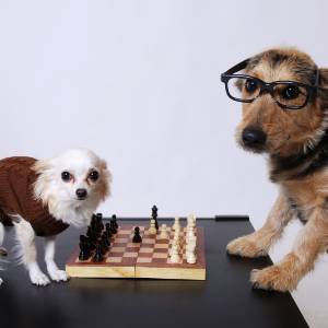 2 dogs playing chess