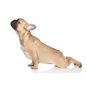 stretching dog