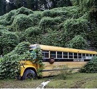 Bus in bushes