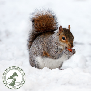 Fat squirrel eating an acorn in the snow
