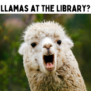 llamas at the library