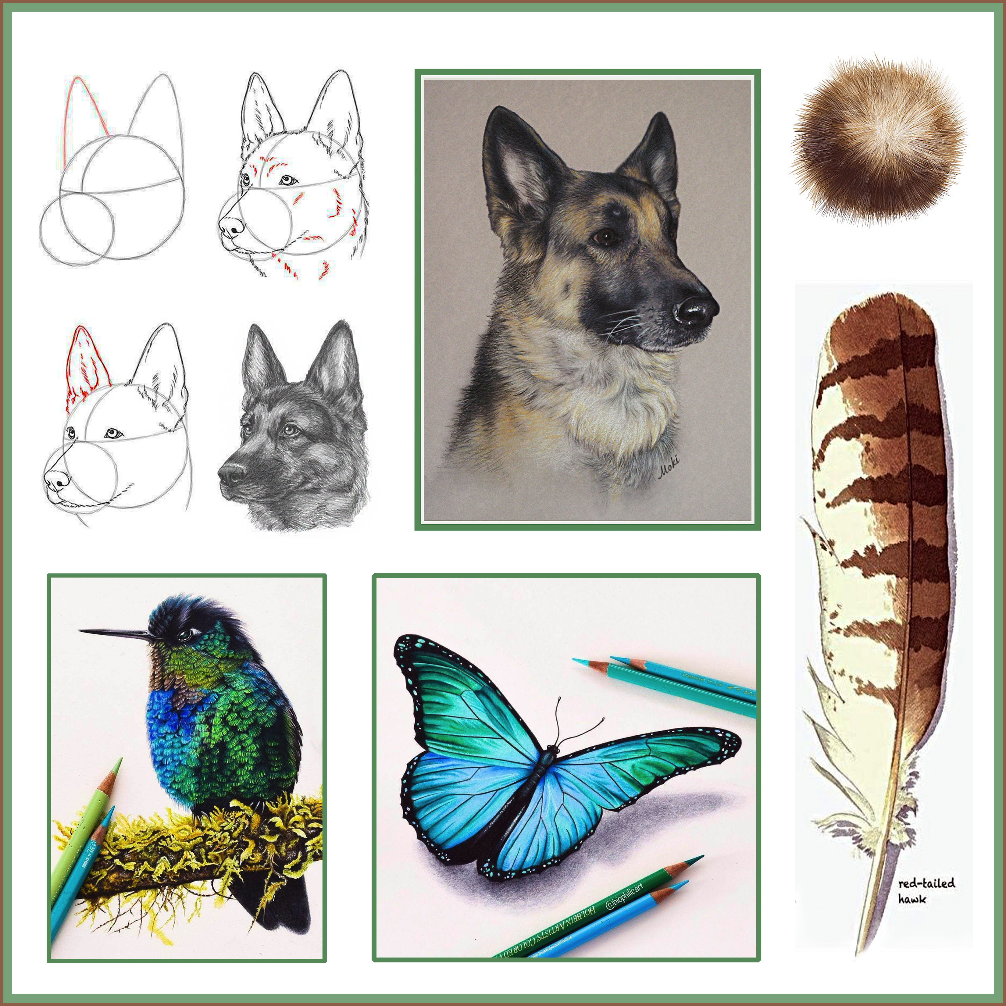 In Person: Colored Pencil Drawing II, Emphasis on Animals | Ridgefield  Library