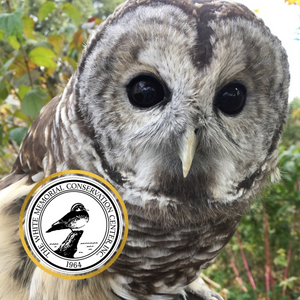 Barred owl with White Memorial Conservation Center logo