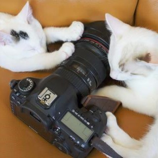 Cats with Camera