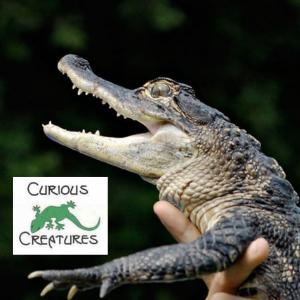 Photo of crocodile with Curious Creatures logo
