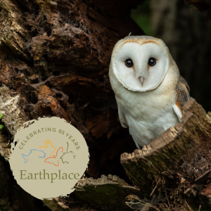Photograph of Barn Owl with Earthplace logo