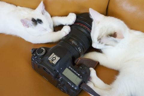 Camera Club Cats