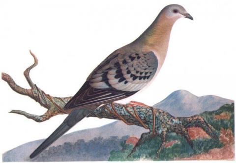 Passenger Pigeon