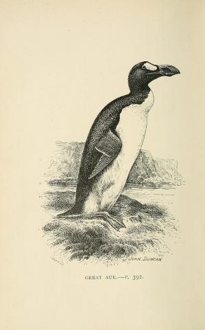 Great Auk