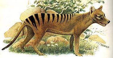 Tasmanian Tiger