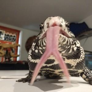 forked tongue close up of a snake