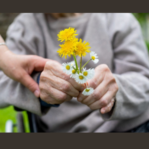 Elderly hands holding yellow flowers