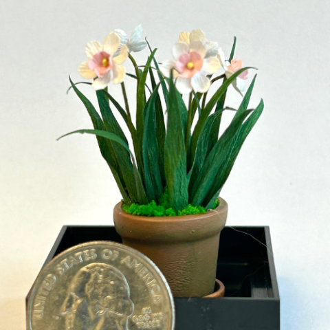 Miniature Daffodils