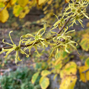 Witch Hazel Blossoms