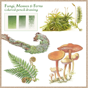 Drawings of Plants