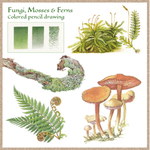 Drawing of Ferns