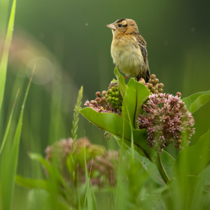 Small Bird on Joe Pye Weed in Grassland