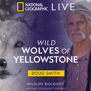 Nat Geo Live Wild Wolves of Yellowstone infographic image