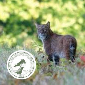 photo of bobcat in grass with White Memorial logo
