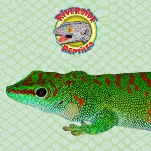 Photo of lizard with Riverside Reptiles logo