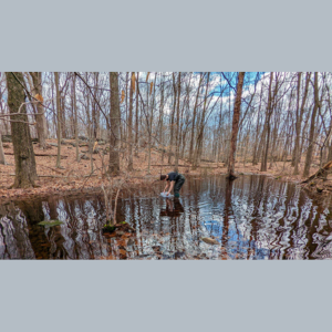 Spring Vernal Pool