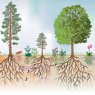 Mycorrhizal Network Between Trees in a Forest