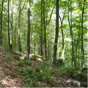 Photo of a CT Forest