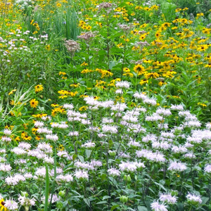 Meadow with Native Flowers for Pollinators