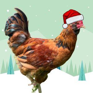 Pistachio wearing santa hat