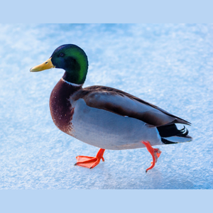 Duck Walking on Icy Pond
