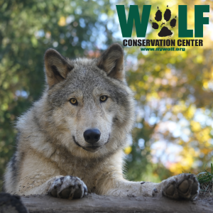 Photo of ambassador wolf from Wolf Conservation Center