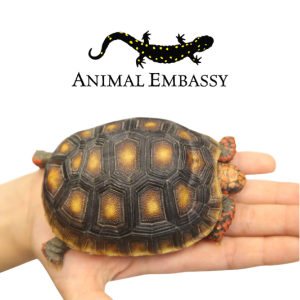 Photo of turtle with Animal Embassy logo