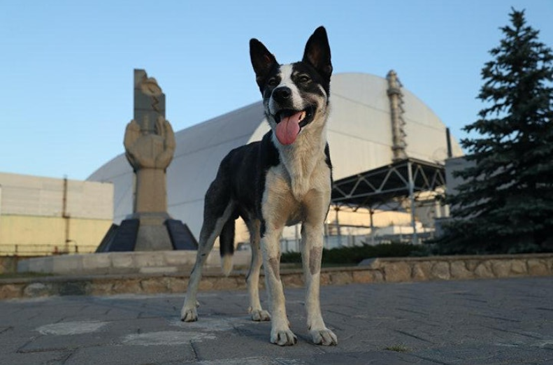 Dog with Reactor