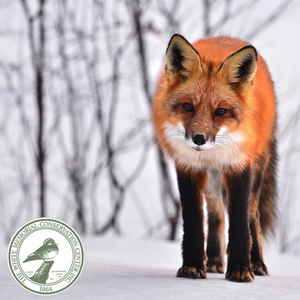 Fox with piercing blue eyes in a winter scene