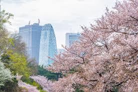 Trees and City