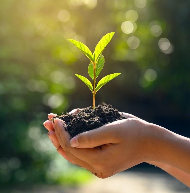 Plant in hands