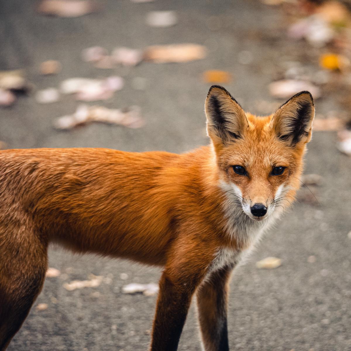 Red Fox