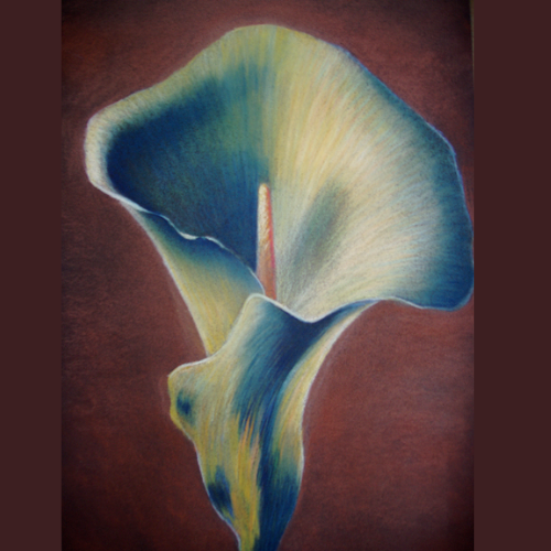 Blue Calla