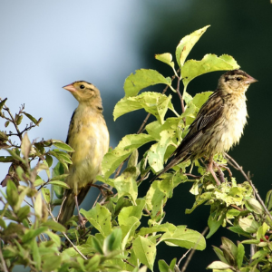 Two Birds in Tree