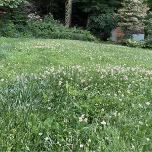 Lawn with Eco-friendly Clover