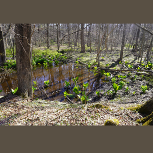 Inland Wetlands, Pool with Skunk Cabbage