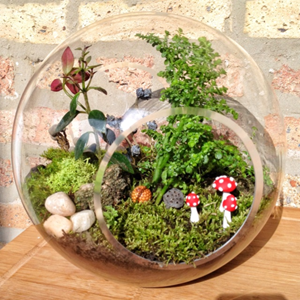 A small glass terrarium with plants and rocks and tiny red mushrooms.