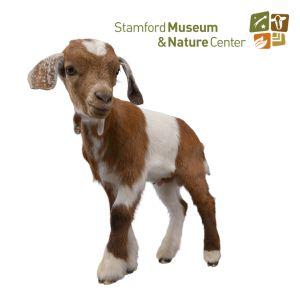 Photo of brown and white baby goat with SM&NC logo