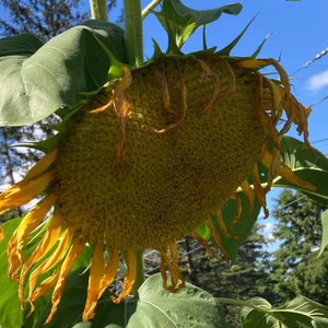 Image of a Sunflower Showing Seeds