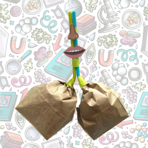 Photo of craft model of lungs