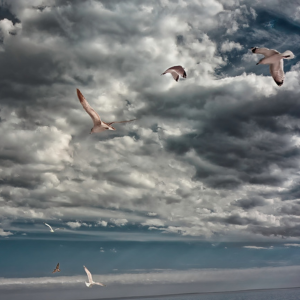 Shutterbugs Annual Photography Art Show