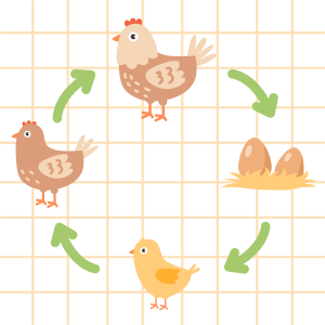 Illustration of chicken life cycle