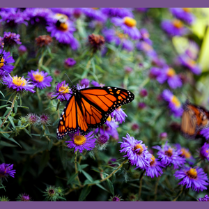 Asters with a Monarch